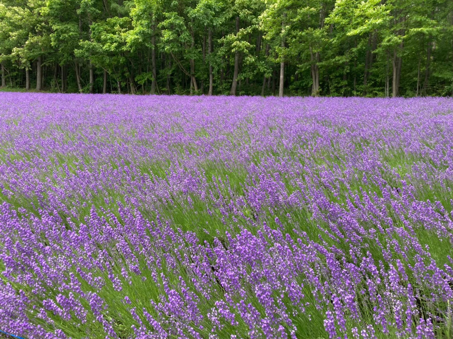 花畑